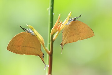 Common Yamfly (Loxura atymnus) , is famous for consuming nectar secreted from the extrafloral nectaries stimulated by the ants. Pang Sida National Park in Sa Kaeo Province, Thailand. © Jimmynature