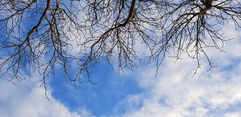 Obraz premium Cloudy Blue Sky Framed by Leafless Tree Branches