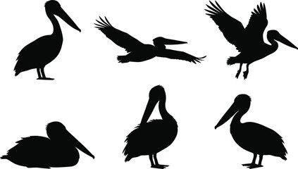 Obraz premium Pelican bird silhouette collection featuring flying and standing poses for coastal wildlife and nature themed design projects