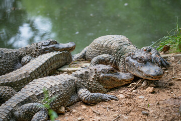Fototapeta premium Close-ups of crocodiles in various poses