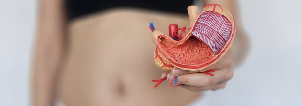 Pregnant woman holding anatomical model of the human stomach against a plain