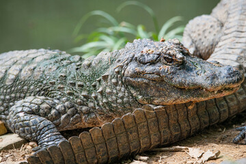 Fototapeta premium Close-ups of crocodiles in various poses