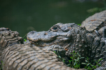 Fototapeta premium Close-ups of crocodiles in various poses