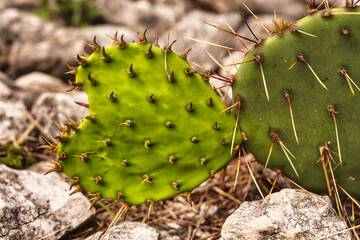 prickly pear cactus © Юлия Петля