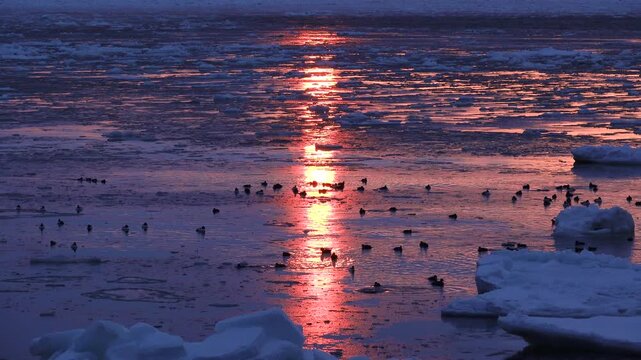 オホーツク海の朝の流氷とシノリガモ