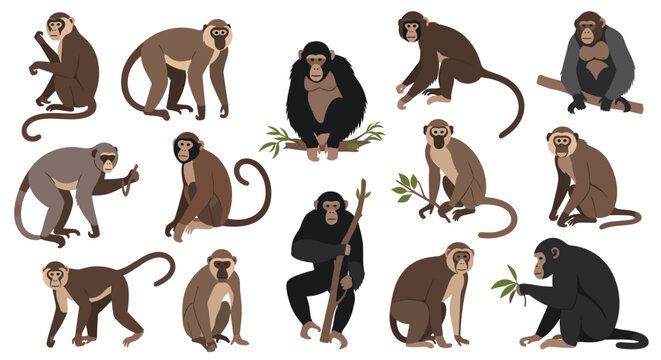 Diverse collection of monkey and primate species in various natural poses and positions for educational and nature themes.