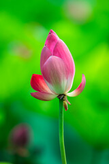 Fototapeta premium Beautiful lotus flowers in full bloom in summer.