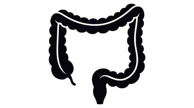 Anatomical silhouette of the human colon or large intestine.