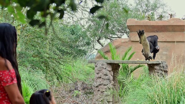 Mother and daughter watching the monkeys at the zoo.