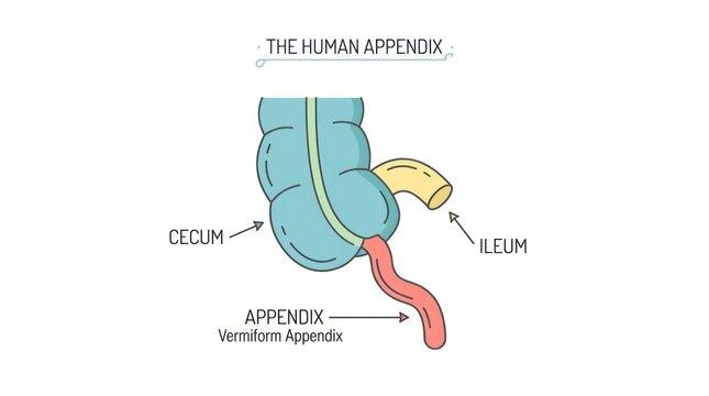 Detailed Medical Illustration of Human Appendix Anatomy with Measurement Labels