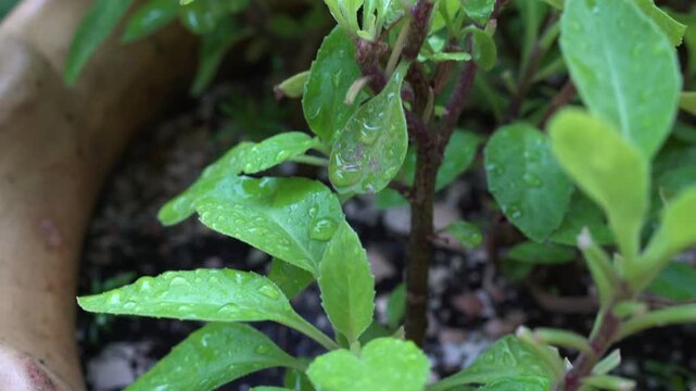 Green plant, Gynura procumbens or longevity spinach covered with water droplets. Close up view.