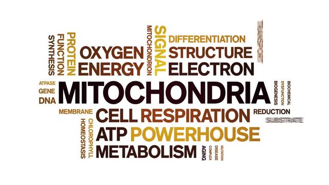 Mitochondria animated word cloud-gross domestic product animation tag kinetic typography seamless loop.