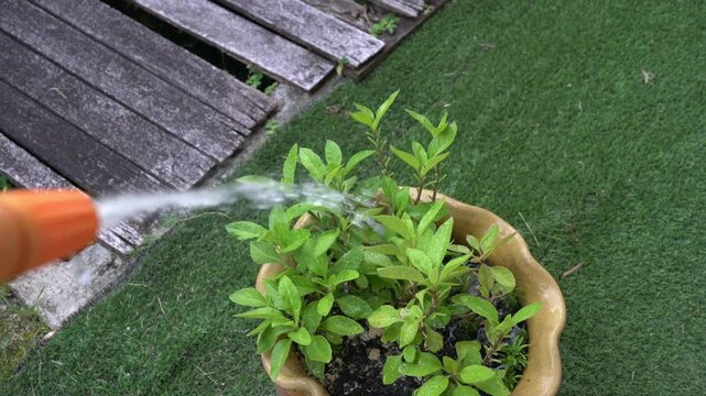 Watering plants, longevity spinach in a pot with a garden hose. Top view. Summer concept.