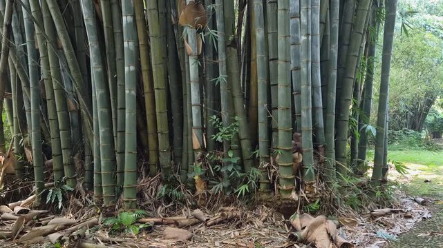 Close view of dense green bamboo stalks in a shaded tropical garden setting at Bogor Botanical Gardens, Bogor, West Java, Indonesia.