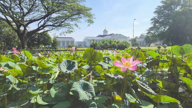 Pink lotus flowers blooming in a pond at Bogor Botanical Gardens, with the historic Bogor Presidential Palace in the background under a clear blue sky, Bogor, West Java, Indonesia.