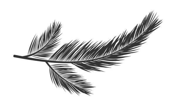 Pine branch silhouette illustration with realistic needles and natural botanical appearance. Ideal for Christmas and winter holiday designs, seasonal decorations, nature-themed projects