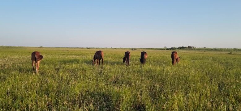 Herd of Horses Grazing in a Lush Green Field