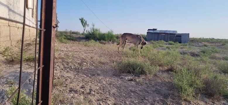 Kazakh Tazy Dog Walking Near a Rural House in the Steppe