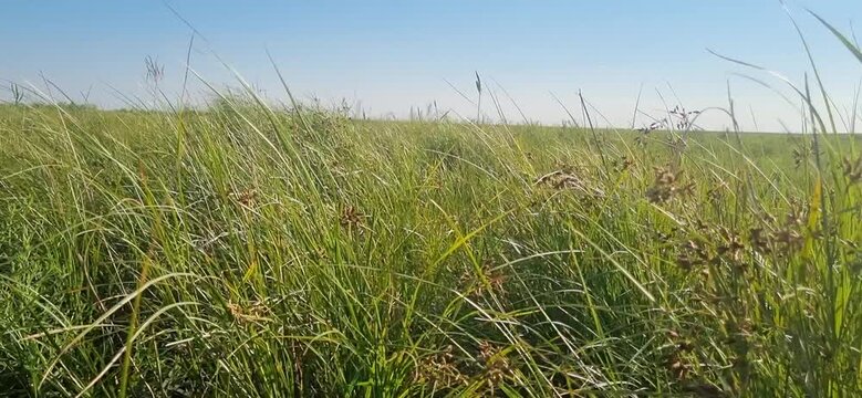 POV Walking Through Cattails and Grass Across a Dry Landscape