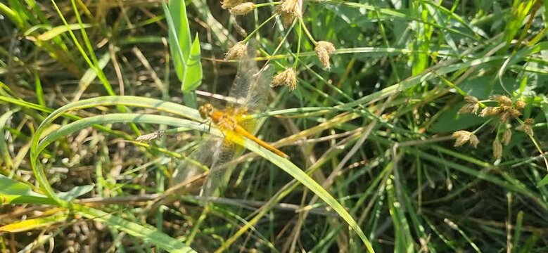 Dragonfly sitts on the grass