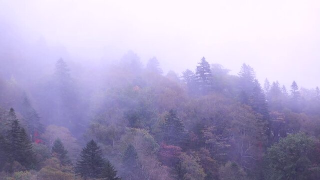 朝霧の山と紅葉の木々