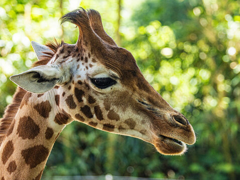 Giraffe portrait in wildlife park, Zoo, Normandy, France