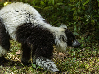 Naklejka premium Ruffed lemur pair grooming in wildlife park, captive animal