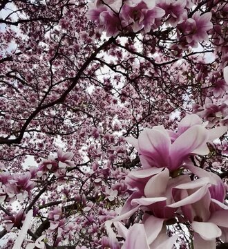 Magnolias in Full bloom at Patterson Park