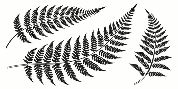 Set of black fern leaves