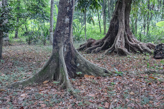 Two mature tropical trees display sculptural buttress roots above a leaf covered forest floor, a strong visual for ecology, stability, habitat, and natural design