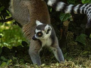 Obraz premium Ring-tailed lemur showing distinctive black and white striped tail
