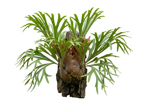 Staghorn fern Platycerium fresh green fronds on wood, isolated on transparent background