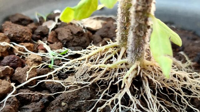 Healthy white plant roots growing in fertile soil with rocks inside a pot. Perfect for botany, agriculture, and gardening concepts