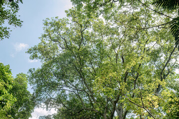 Fototapeta premium Upward view through a leafy tropical canopy toward blue sky, perfect for forest bathing, freedom, wellness, clean air, climate awareness and uplifting nature concepts