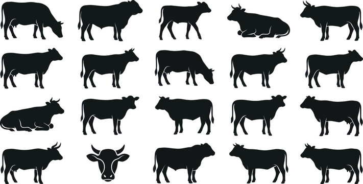 Various Cattle Silhouettes Standing and Resting on White Background Vector