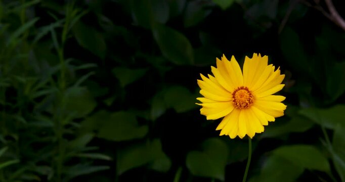 Single yellow coreopsis flower blooming with left copy space