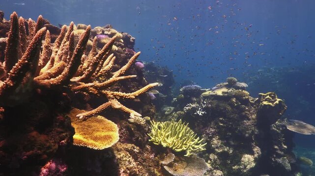 Healthy coral formations on the Great Barrier Reef, Queensland, Australia. Diverse hard corals and reef fish thrive in clear tropical waters rich in marine life.