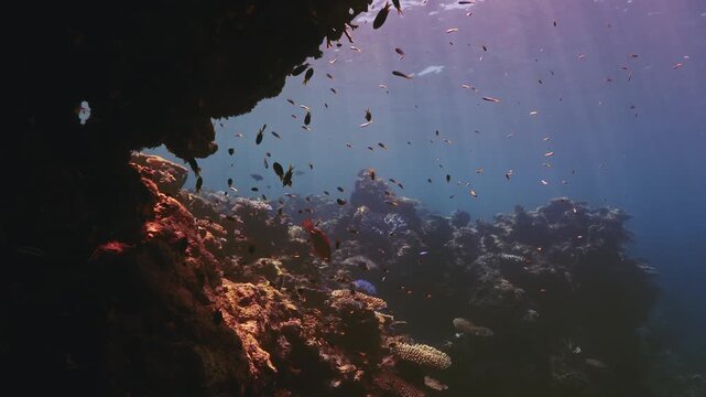 Sunbeams penetrate the clear waters of the Great Barrier Reef, illuminating coral formations and tropical reef fish in a vibrant underwater ecosystem in Queensland, Australia.