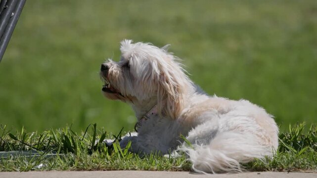 Exhausted Maltese dog resting on grass at a crowded public park on a sunny day. Small companion pet lies beside a walkway, panting and recovering after exercise while enjoying the outdoors.