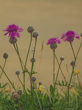 A cluster of common knapweed flowers 'Centaurea nigra' in full bloom on coastal path