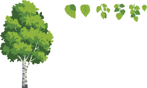 Green birch tree vector illustration with separate birch leaves, branches on white background.