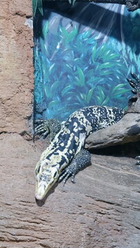 Black and white tegu lizard resting on rocks within a terrarium featuring a jungle backdrop