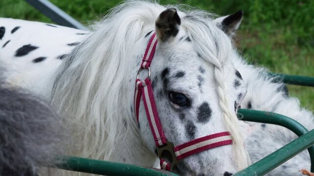 Salabela pony with a spotted face, long pale mane, and red halter stands behind green metal rails in a farm pen.