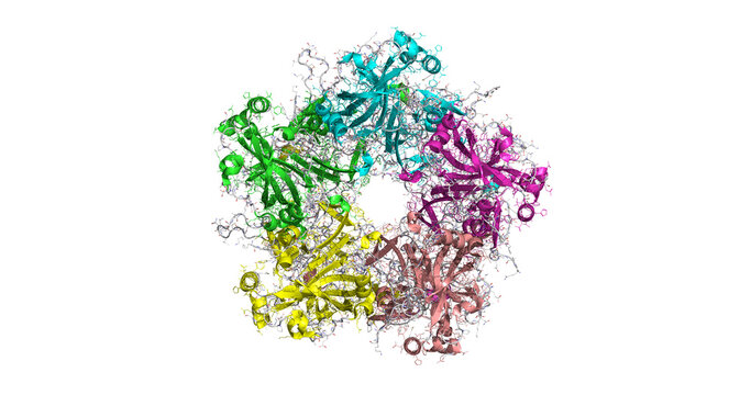 HPV6 L1 pentamer, structural basis for human papillomavirus vaccine design, 3D macromolecule 4K
