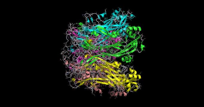HPV6 L1 pentamer, structural basis for human papillomavirus vaccine design, 3D macromolecule spinning 4K