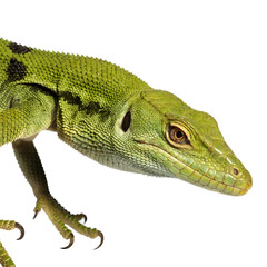 Fototapeta premium varanus prasinus lizard isolated on white background