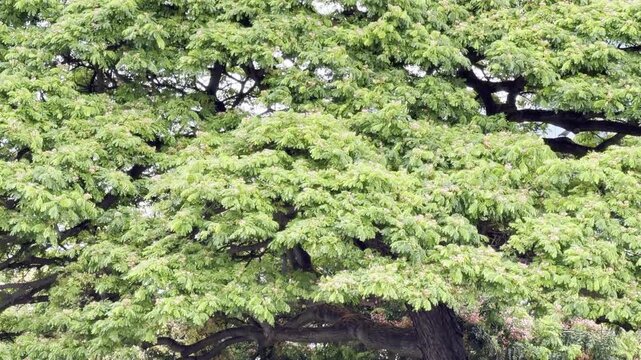 Samanea saman is a semi-deciduous species of flowering tree in the pea family, Fabaceae. saman, rain tree and monkeypod, Chankiri Tree. Honolulu, Oahu, Hawaii.