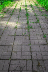 Fototapeta premium A fragment of an overgrown sidewalk made of paving slabs on a summer day
