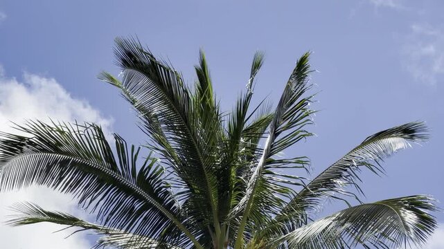 Coconut palm trees. The coconut (Cocos nucifera) is a member of the palm family (Arecaceae) and the only living species of the genus Cocos. Waikiki, Honolulu, Oahu, Hawaii