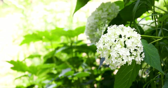 Beautiful white hydrangea flower blooming with left copy space
